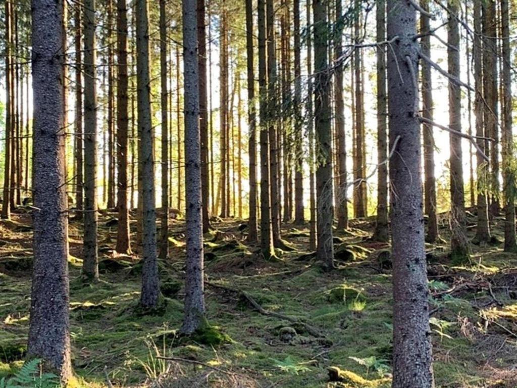 En Lantlig Idyll Med Skogen Precis Utanfoer Doerren! Villa Ullared Kültér fotó